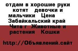 отдам в хорошие руки котят ,,девочки и мальчики › Цена ­ 2 - Забайкальский край, Чита г. Животные и растения » Кошки   
